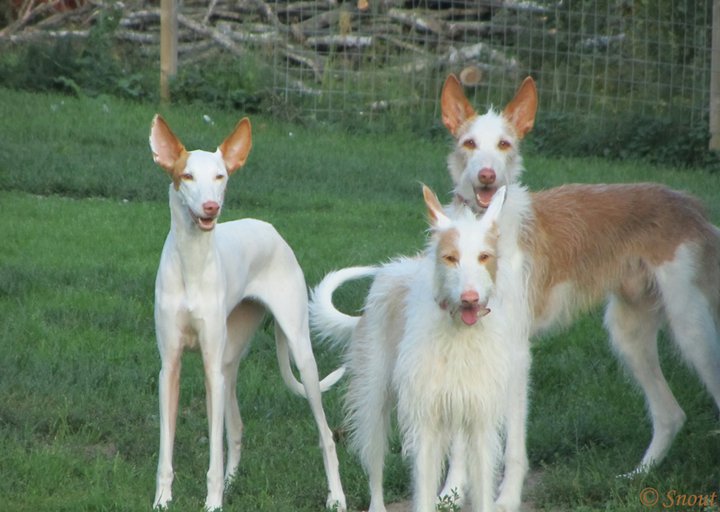 how much does a ibizan hound cost