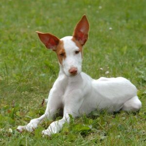 Futurity/Maturity Application