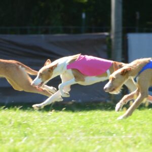 AKC Lure Coursing Trophies