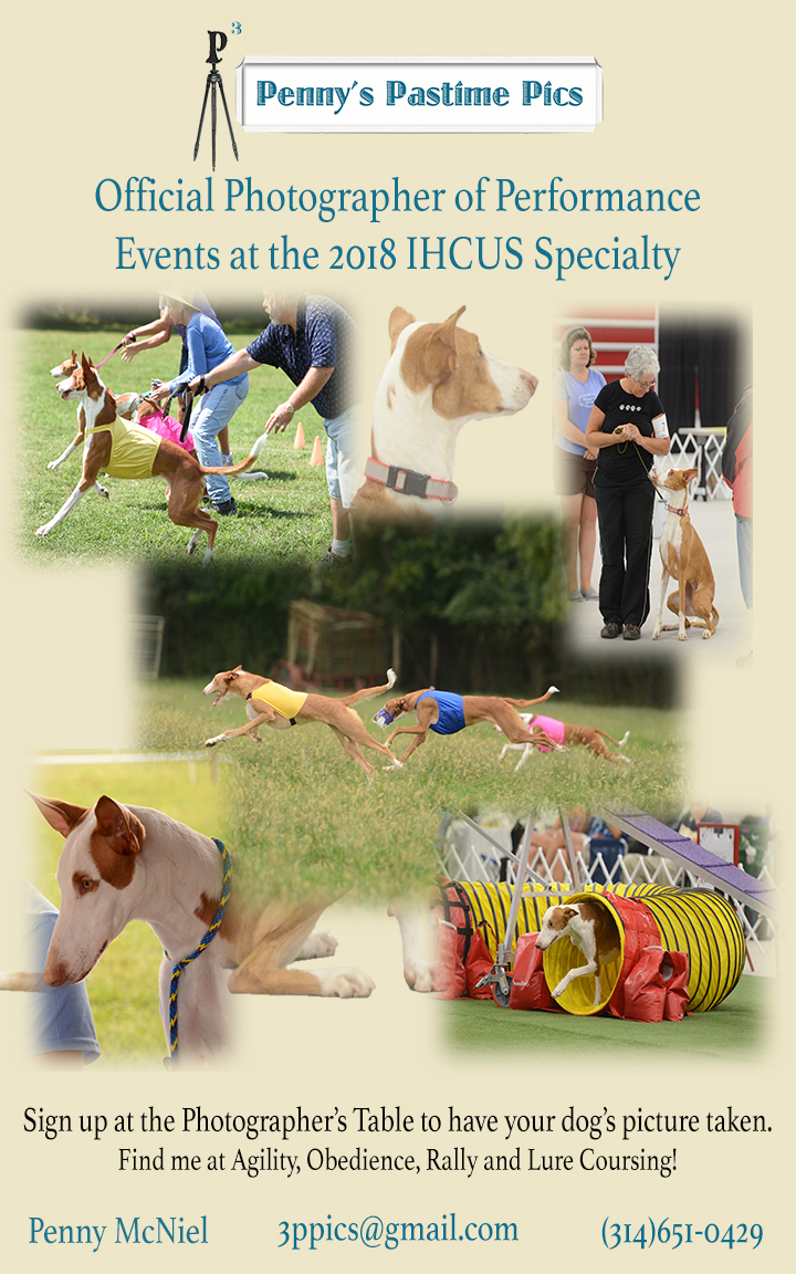 2018 National Specialty Ibizan Hound Club Of The United States