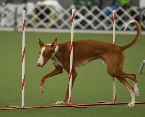 Agility2