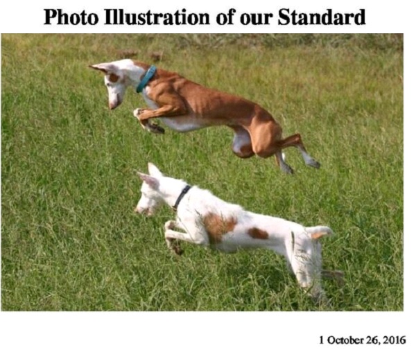 Illustrated Standard Cover 2