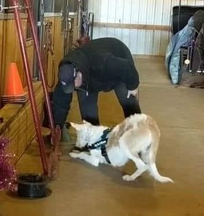 Scentwork