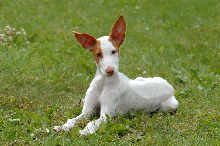 White Puppy